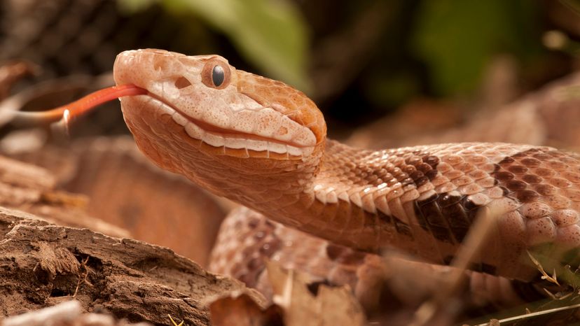 Close-up of copperhead snake sticking out its forked tongue