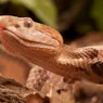 The Copperhead Snake Is Seldom Lethal But Always Venomous
