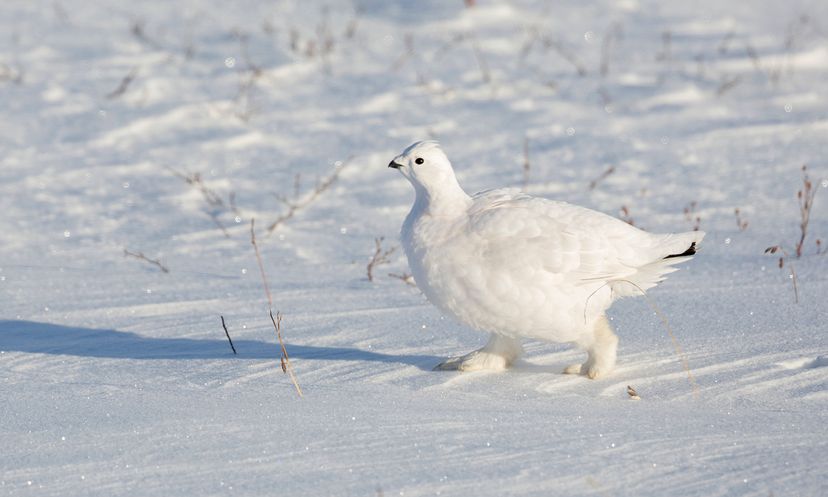 Ptarmigan