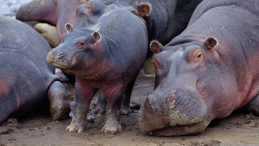 Baby hippo standing net to a tired mama hippo