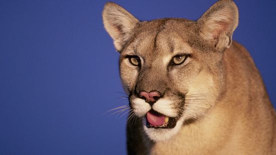 Mountain Lion vs. Bobcat: A Big Cat Showdown