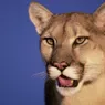 Mountain Lion vs. Bobcat: A Big Cat Showdown