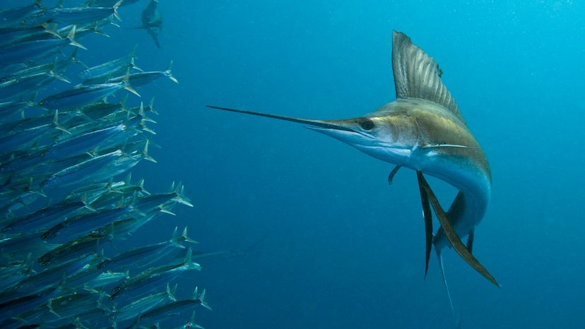 A large fish with a spear-like nose turns toward a school of smaller fish swimming away