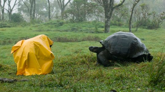 A Galapagos Tortoise Weighs Almost 1,000 Pounds