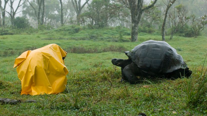 Person huddled under a yellow raincoat near a giant tortoise