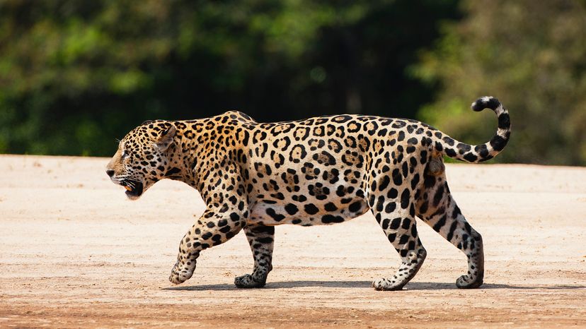 jaguar