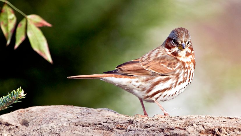 Fox sparrow