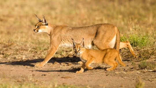 Caracal: A Jumper Extraordinaire With Satellite Dish Ears