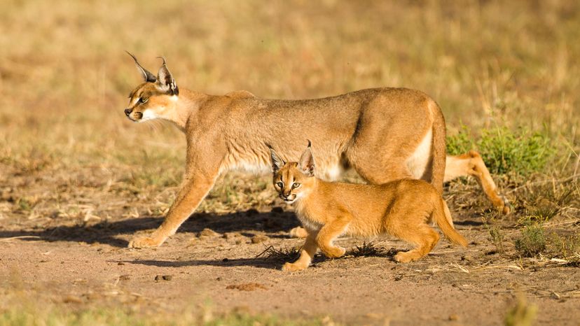 An adult caracal walking through dry land with a cub