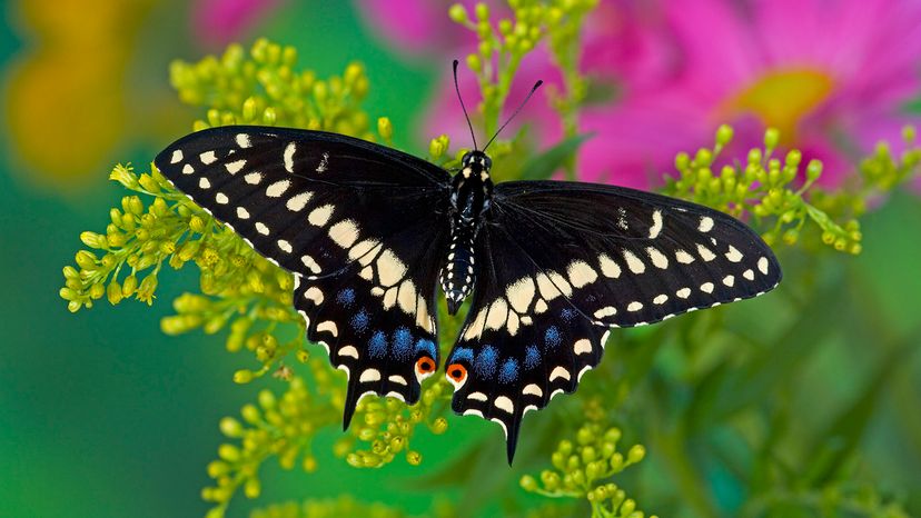 black swallowtail