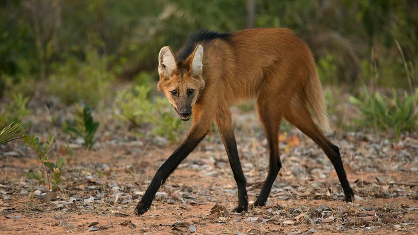 Maned wolf