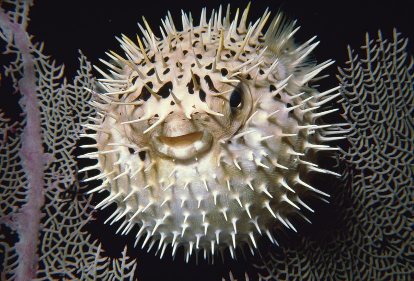 Puffer fish