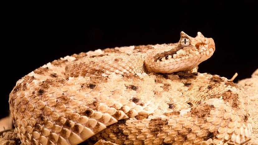 Horned rattlesnake