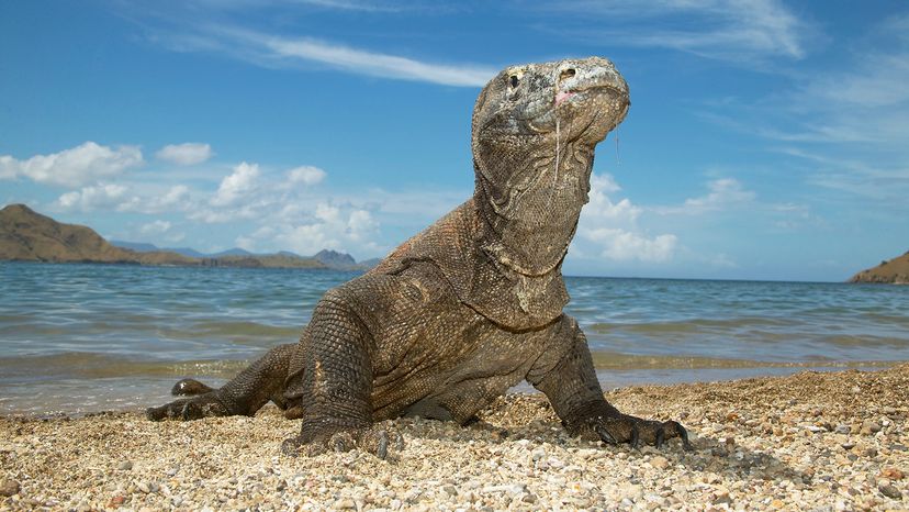 Komodo dragon