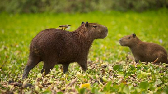 The Largest Rodent Weighs 150 lbs and Eats Its Own Feces