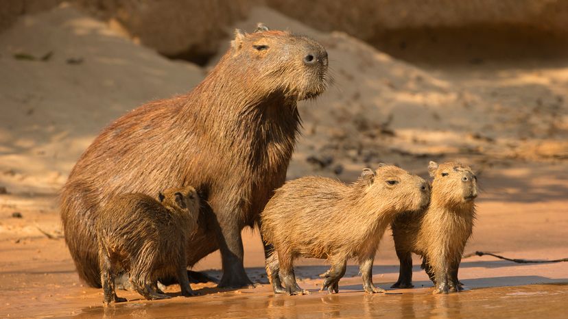 capibaras