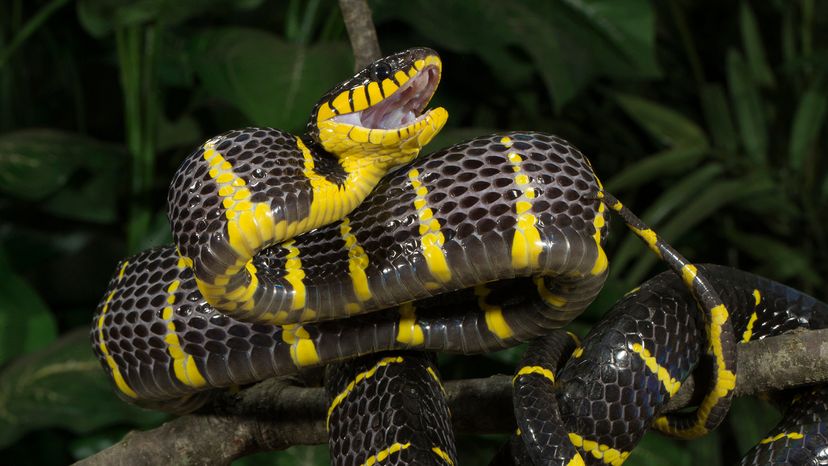 Mangrove snake