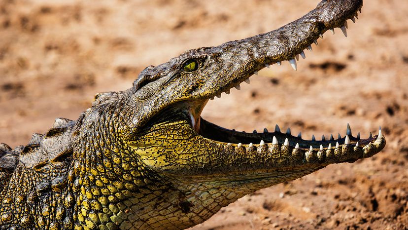 Nile crocodile