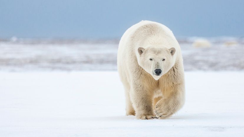 Polar bear.