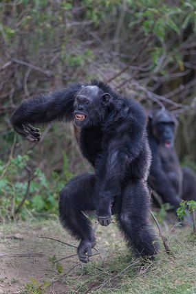 Alpha Chimpanzee male dances in victory after scaring away the chimps from the other clan.