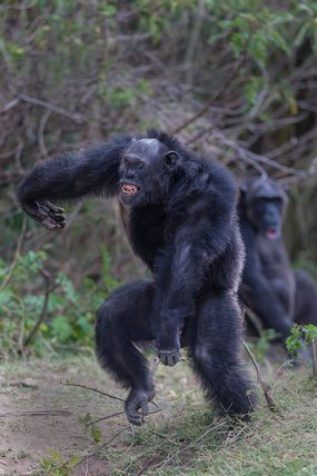 Is the Bondo Ape a Cryptid or a Specially Adapted Chimpanzee ...