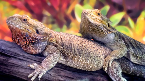 two bearded dragons on a fallen branch