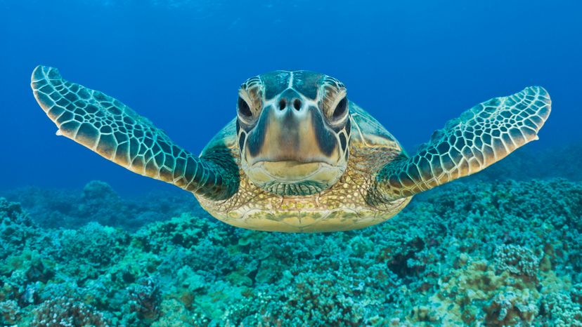 Green sea turtle