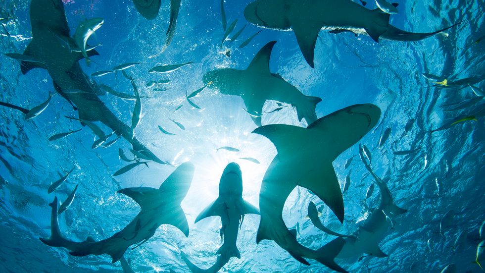 6 Types of Sharks Every Selachimorphaphile Should Know