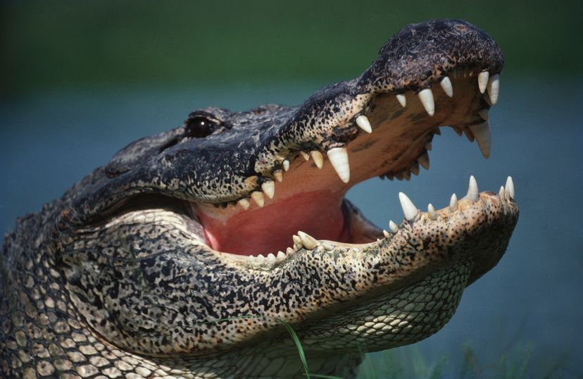 Alligator with open mouth