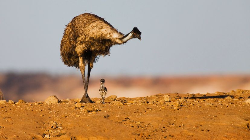 Emu