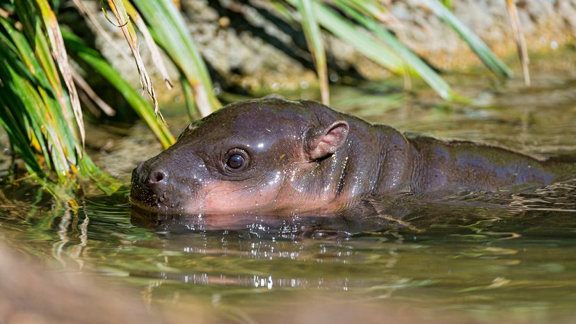 pygmy hippo in water