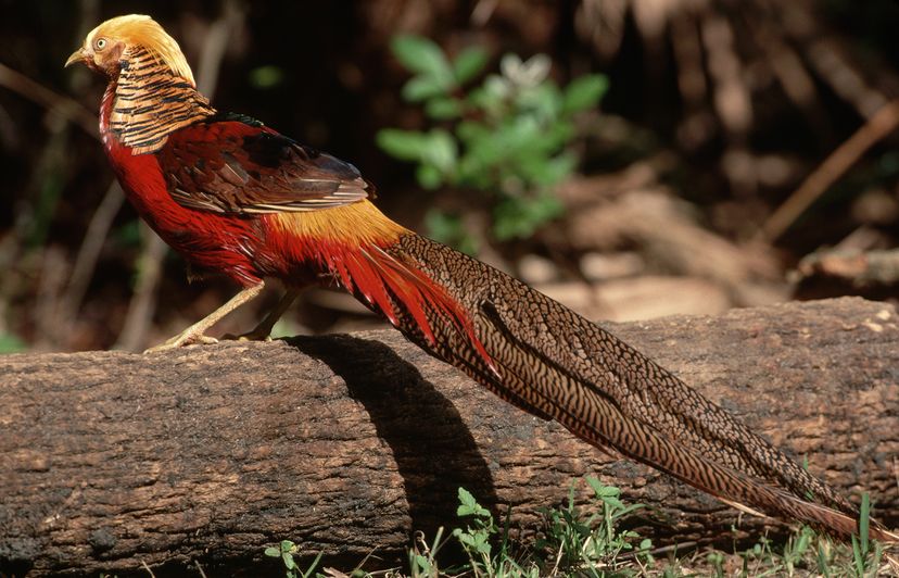 Golden pheasant