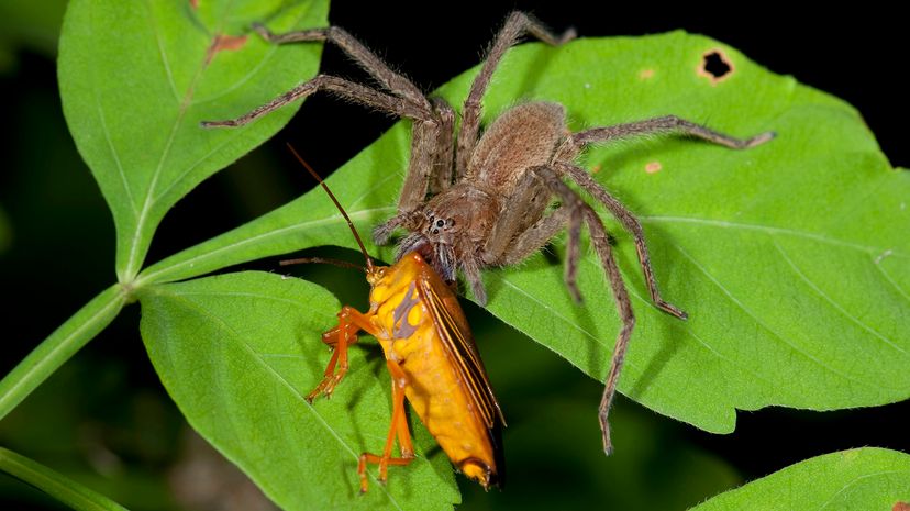large spider on a green leaf eating a fully grown cockroach