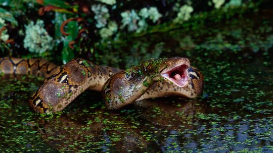 The Reticulated Python Slithers in as the World's Longest Snake