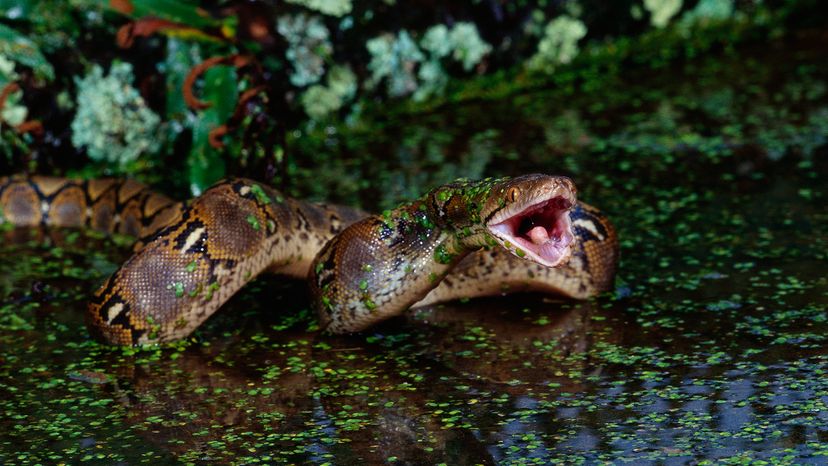 A brown snake slithers across a watery surface speckled with green leaves