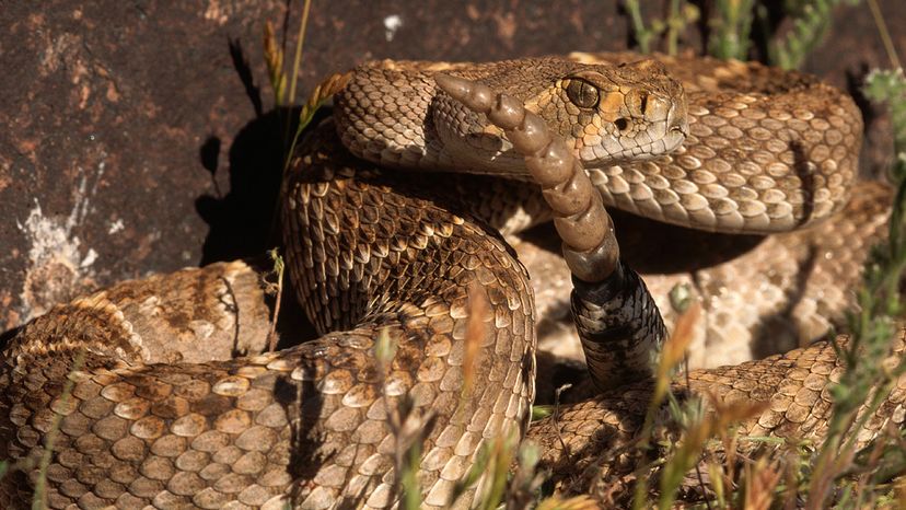 Mojave rattlesnake