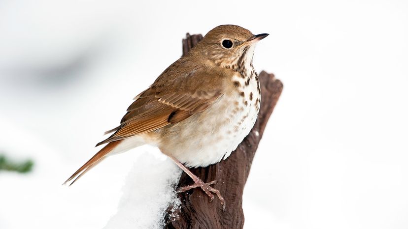 wood thrush