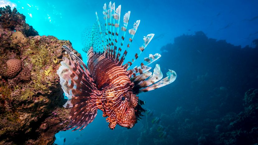 Lionfish