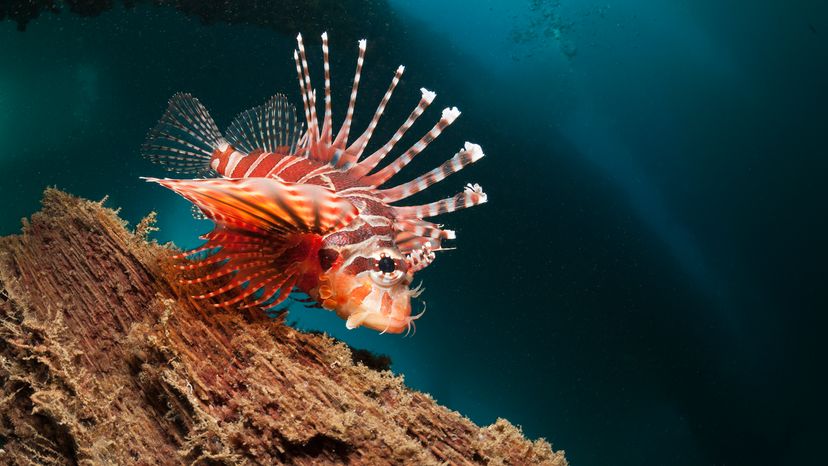 Lionfish