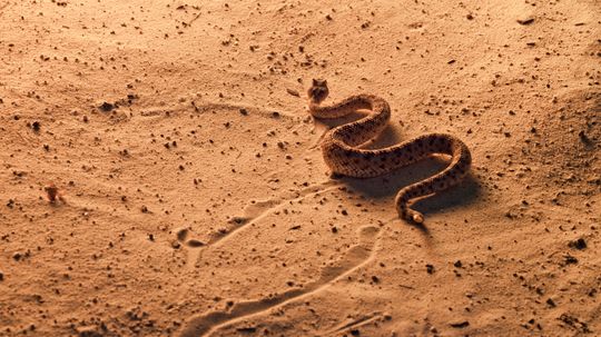 Sidewinder Snake Navigates Loose Sand With Special Scales