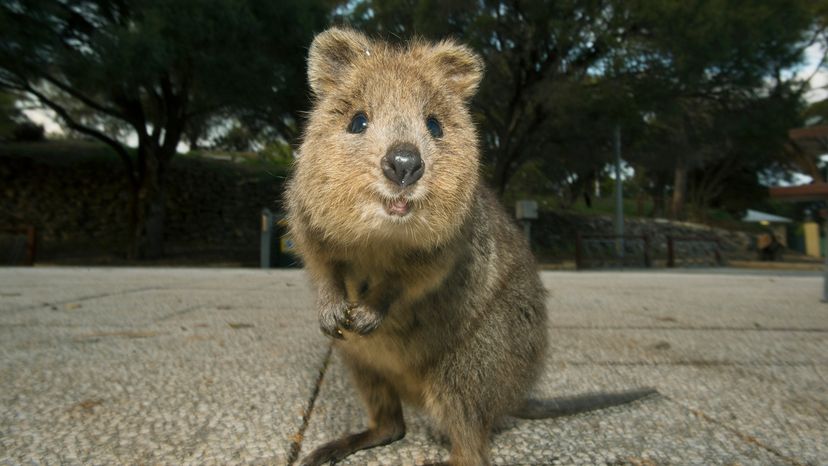 quokka on an empty paved street