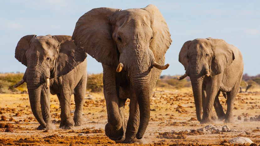 African elephants