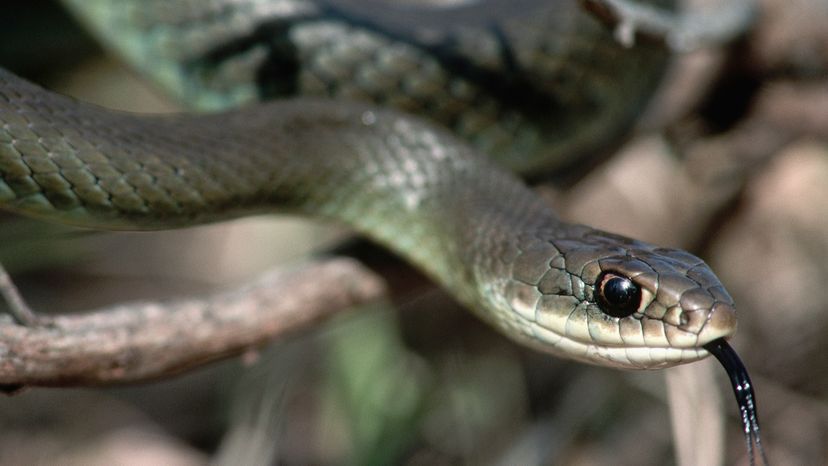 Northern black racer