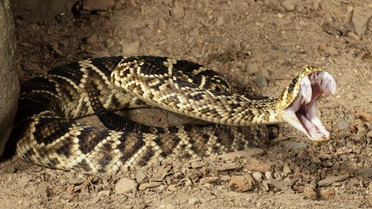 Diamondback Snake Would Rather Rattle Than Bite