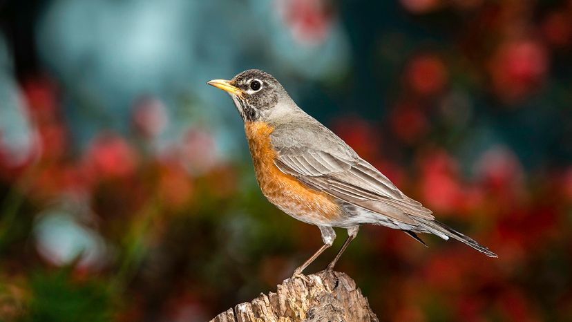 American robin