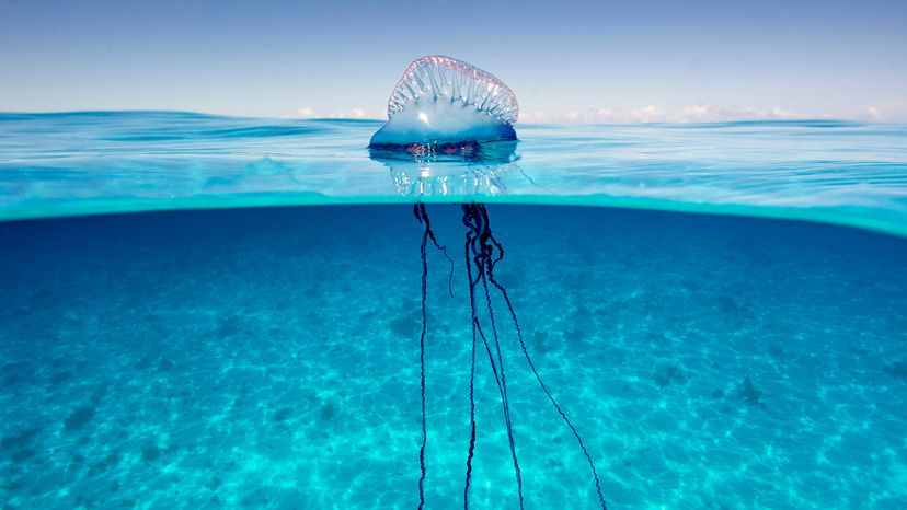 Portuguese man o' war