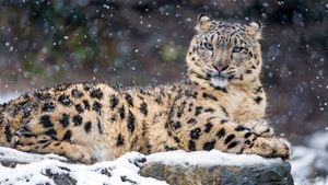 snow leopard