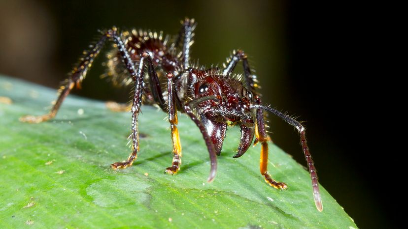 bullet ant