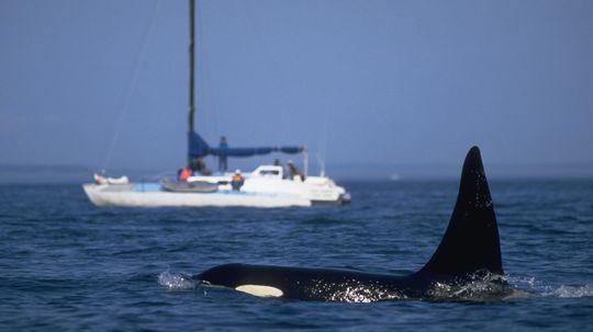 Why Are Orcas Attacking Boats? Experts Weigh In