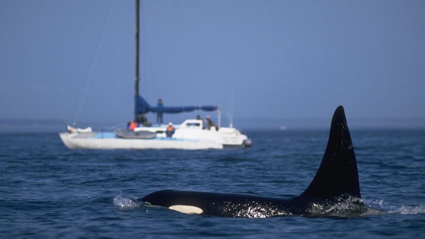 white dolphin sailing yacht